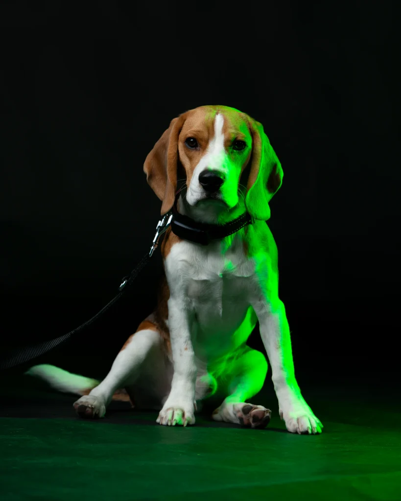 Der Haushund von Elektro Brühlmann, mit dem Namen Xiro.